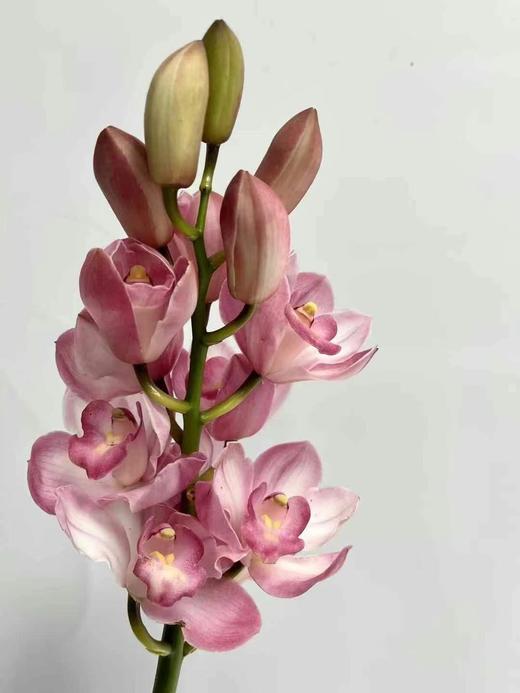 同城甄选精品花材国产蕙兰1支 商品图0