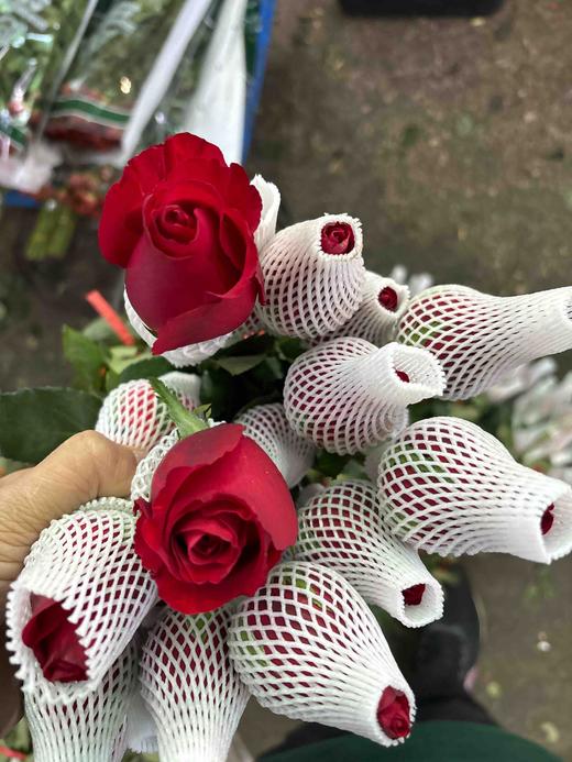 本地法兰西80/10扎 商品图2