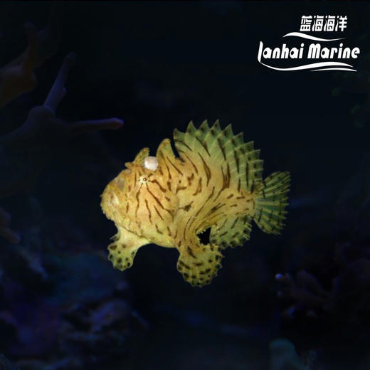 虎纹五脚虎 商品图0