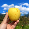 『云南福布瑞斯苹果+云顶金斑苹果』甜蜜爽口，露天生长，自带馥郁花香 商品缩略图3
