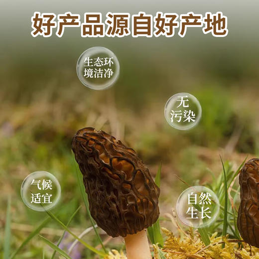 袋鼠小布新鲜菌菇煲汤食材羊肚菌 50g/袋 商品图4