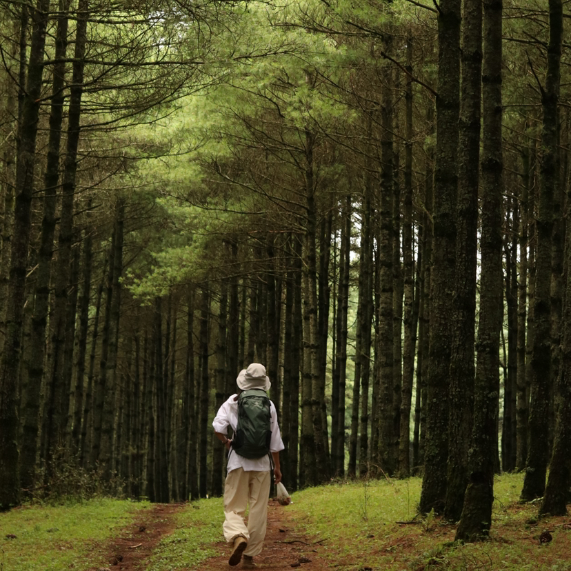 成人特惠 |12.24周三大哨森林大尖山，昆明十峰之嵩明大尖山，徒步森林和草原，看成群绵羊，轻松登顶大尖山！