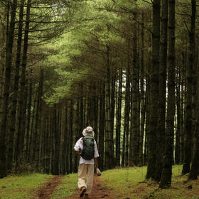 成人特惠 |12.24周三大哨森林大尖山，昆明十峰之嵩明大尖山，徒步森林和草原，看成群绵羊，轻松登顶大尖山！