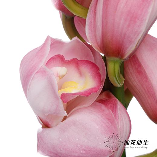 兰花 | 大花蕙兰蜜桃粉【轻微瑕疵 折痕 色差 不售后，介意者慎拍】 商品图2