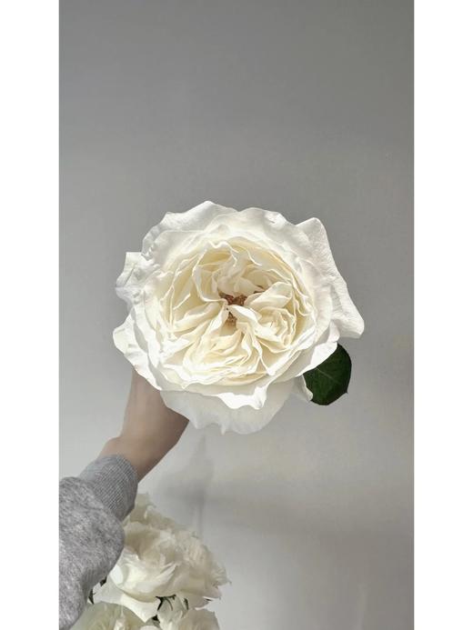 同城甄选肯尼亚玫瑰花lady Forte福尔特夫人10支 商品图5