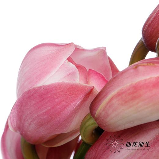 兰花 | 大花蕙兰蜜桃粉【轻微瑕疵 折痕 色差 不售后，介意者慎拍】 商品图5