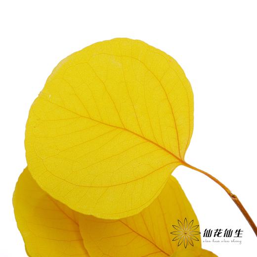 永生花 | 苹果叶多芭安随机发 商品图2