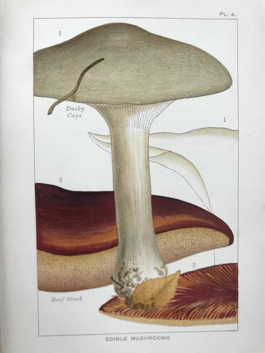 1894年 可食用与有毒蘑菇指南 18页彩色插图 漆布精装32开 商品图9