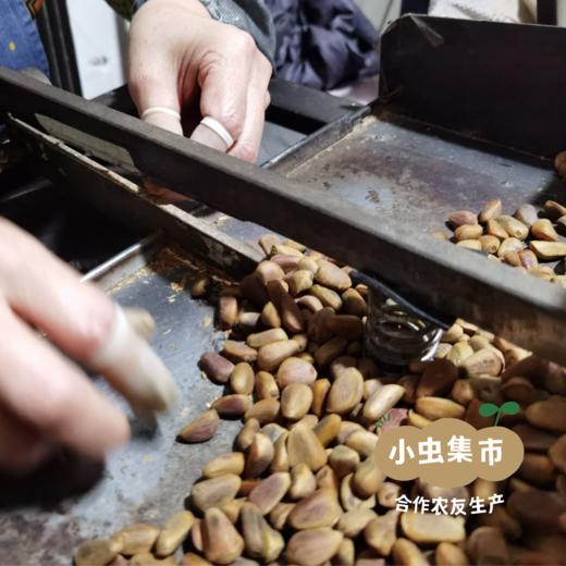 长白山野生松子 | 合作农友生产，产自东北吉林长白山，生产者：小西 &【公平贸易农人定价】 商品图11