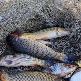 【自提】丨2024年双11秒杀-茂兴湖野生鱼（鲤鱼）约2.5斤88元/条丨每周四前订鱼周日到