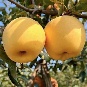 【包邮】丨2024年双11秒杀-黄金维纳斯苹果4.5斤大果礼盒特惠48元/箱丨下单后排单陆续发货