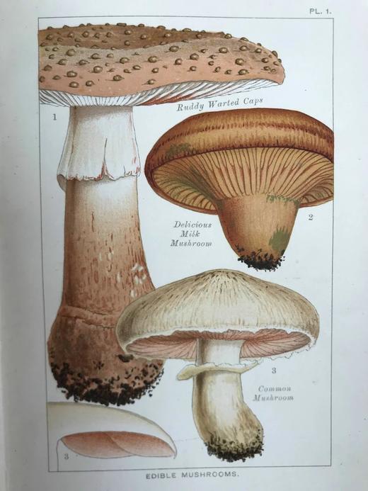 1894年 可食用与有毒蘑菇指南 18页彩色插图 漆布精装32开 商品图5