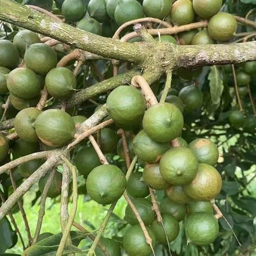 【坚果精选】爆香手剥夏威夷果 精选大果 配料表干净无添加 控温炒制非油炸 吃出坚果高级香甜 颗颗饱满圆润 新鲜酥脆 口口回甘 一粒就回味无穷 商品图5