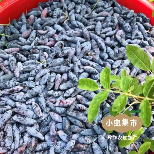 野生蓝靛酱 165g/罐 | 合作农友生产，产自黑龙江大兴安岭，生产者：柳树 &【公平贸易农人定价】 商品图5