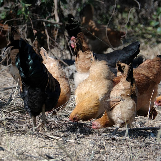茶林飞鸡 土鸡 茶花鸡  茶林  林下散养 捉虫  啄草 商品图0