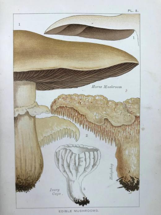 1894年 可食用与有毒蘑菇指南 18页彩色插图 漆布精装32开 商品图8