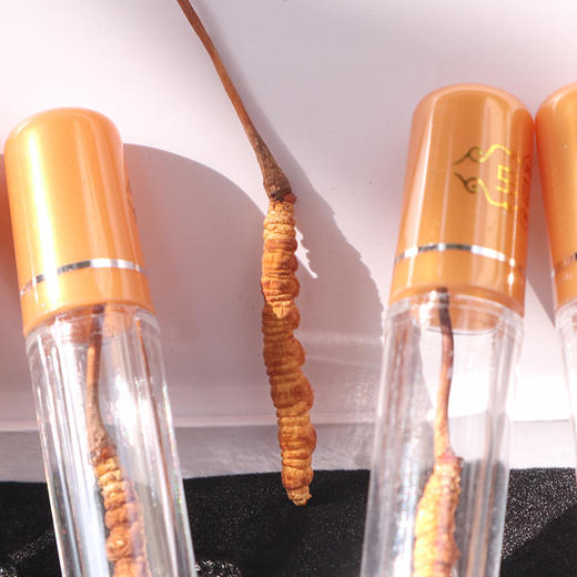 【雲巅源府】虫草10根礼盒（小号） 商品图1