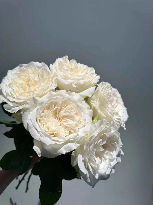 同城甄选肯尼亚玫瑰花lady Forte福尔特夫人10支 商品图2