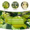【瑞雪苹果】国货苹果之光，平均海拔2000米高原种植，玫瑰香脆细甜汁水丰盈带皮吃更香，维生素矿物质膳食纤维营养丰富 商品缩略图1