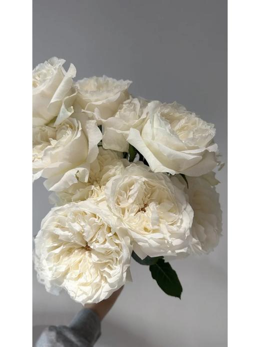 同城甄选肯尼亚玫瑰花lady Forte福尔特夫人10支 商品图3