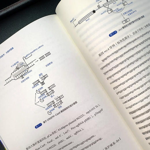 合成生物学基础实验原理与技术：大肠杆菌篇（牛福星） 商品图3