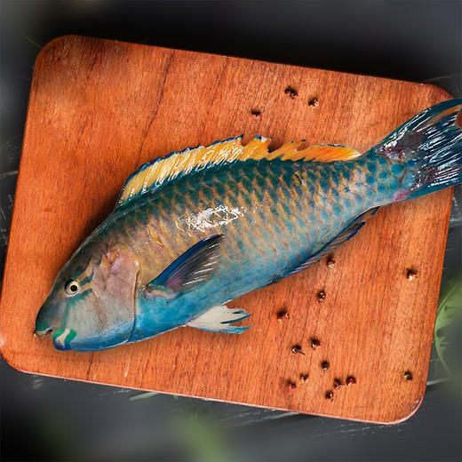 朝一集鲜·野捕青衣鱼300-400g/条 商品图3