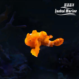 皇冠五脚虎-橙