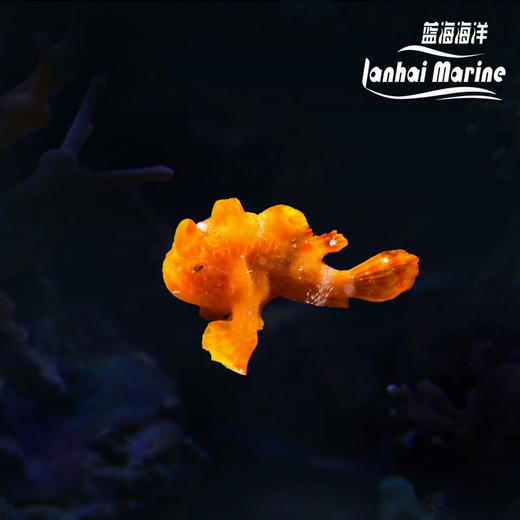 皇冠五脚虎-橙 商品图0