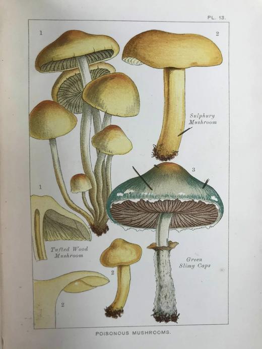 1894年 可食用与有毒蘑菇指南 18页彩色插图 漆布精装32开 商品图12