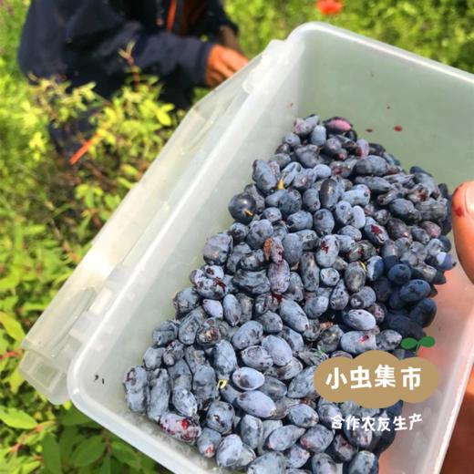 野生蓝靛酱 165g/罐 | 合作农友生产，产自黑龙江大兴安岭，生产者：柳树 &【公平贸易农人定价】 商品图9