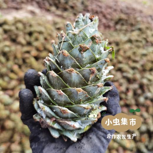 长白山野生松子 | 合作农友生产，产自东北吉林长白山，生产者：小西 &【公平贸易农人定价】 商品图6