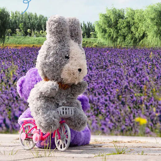 新疆伊帕尔汗帕帕兔伊犁鼠兔太空蓝薰衣草花籽兔子毛绒公仔玩具官方旗舰店 商品图1