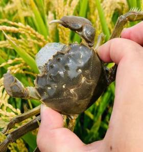 【包邮】丨2024年双11秒杀-辽宁盘锦河蟹2两母10只或2两母5只+2.5两公5只特惠168元/箱丨下单后排单陆续发货