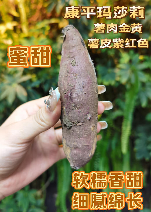 39.9到手4斤特香中小果 日系品种-【番薯中的爱马仕-玛莎莉黄金蜂蜜薯】肉质金灿灿，口感细腻，无筋无丝，软糯嫩滑，国家地理标志产品，现摘现发 商品图1