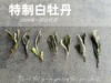 【特惠秒杀】2024特制白牡丹的香蜜沉沉 ，花蜜似的浓、果浆似的稠、蜜汁似的甜 商品缩略图2