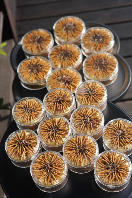 那曲干虫草（2500条/斤规格） 商品图1