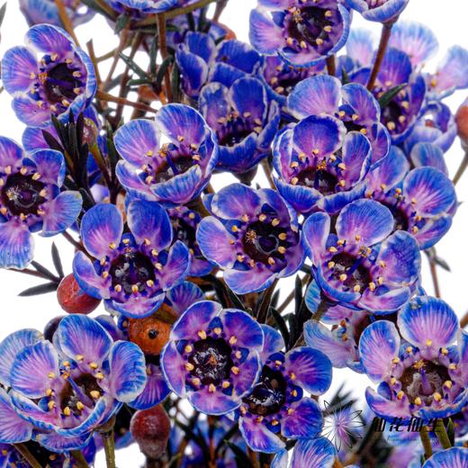 配花 | 平头腊梅梦幻紫 商品图0