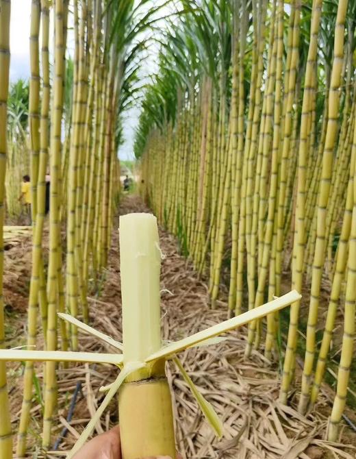 【水果甘蔗】饱满多汁 清脆爽口 甜而不腻 易嚼多汁 蔗香味甘 脆而不硬 汁水充盈 2种规格任选 商品图6