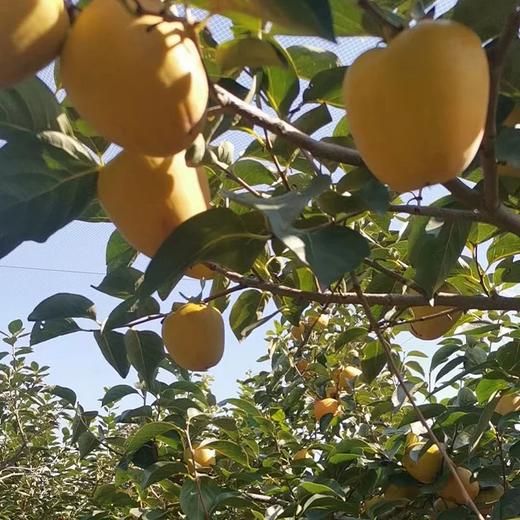 【青山脆柿 】山泉水灌溉 露天自然生长，霜降树熟采摘，超长果期不催熟，不硬吃脆甜，软吃蜜甜。 商品图5