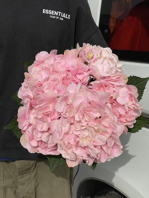 同城甄选肯尼亚进口绣球1支 商品图4