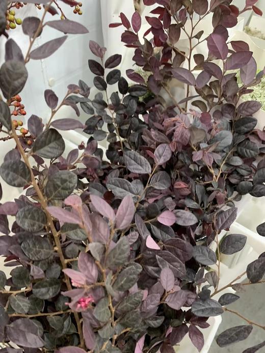 精品花材红继木1扎 商品图1