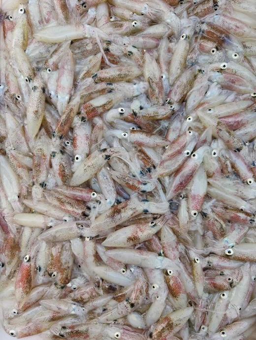 xm{即将售空，拼手速抢！！！}镇店爆款必买！！招牌一口管🦑油焖香入魂，白灼鲜甜脆爽，活冻锁鲜一口就爱上 商品图1