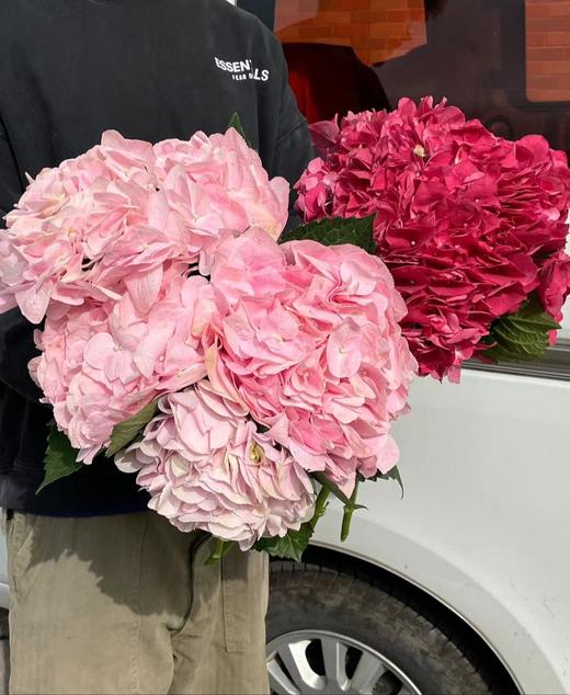 同城甄选肯尼亚进口绣球1支 商品图1