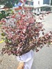 精品花材红继木1扎 商品缩略图2