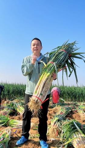 【限购3份】仅限500份 报盟富硒认证章丘大葱基地  10斤左右/份