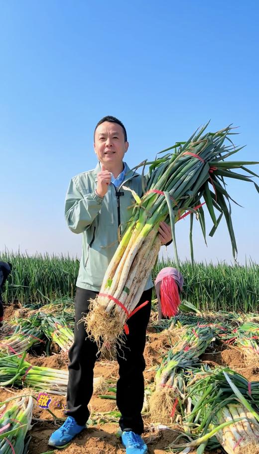 【限购3份】仅限500份 报盟富硒认证章丘大葱基地  10斤左右/份 商品图0