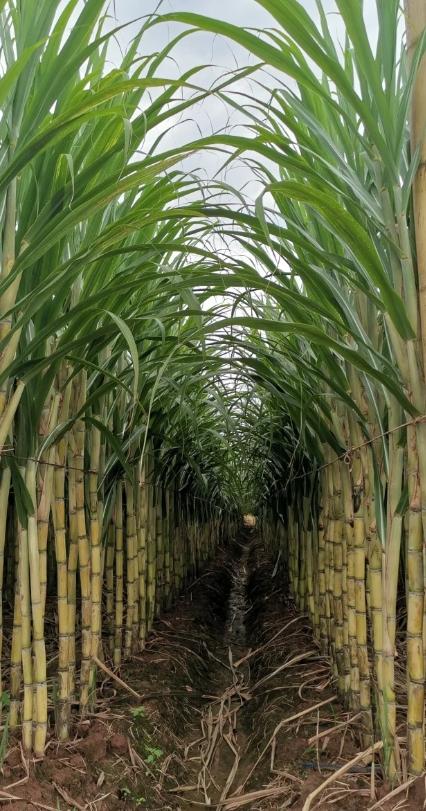 【水果甘蔗】饱满多汁 清脆爽口 甜而不腻 易嚼多汁 蔗香味甘 脆而不硬 汁水充盈 2种规格任选 商品图5