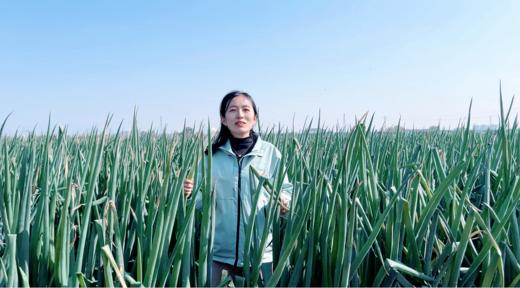 【限购3份】仅限500份 报盟富硒认证章丘大葱基地  10斤左右/份 商品图3