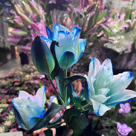 油画重瓣百合，一级品，照片都是现场实拍，巨美，紫色、蓝色、橘色、玫粉色，下单备注颜色，约4头/支，一组两支