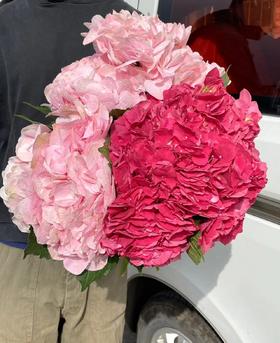 同城甄选肯尼亚进口绣球1支